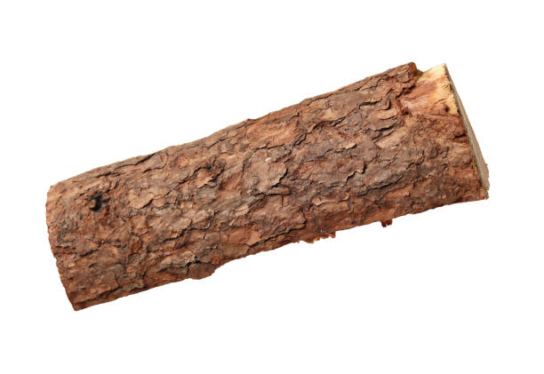 istock Pine Log wood isolated on white background 969408246
