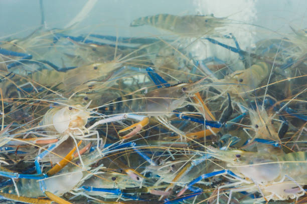 Black Tiger shrimp fed in tank at restaurant
