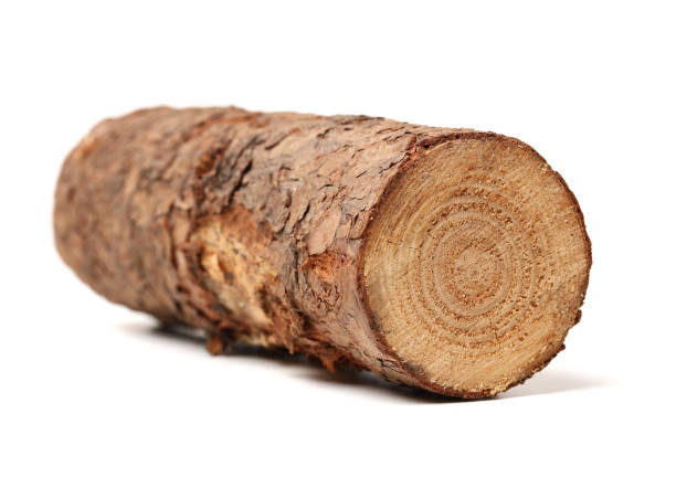 istock Pine Log wood isolated on white background 969410856
