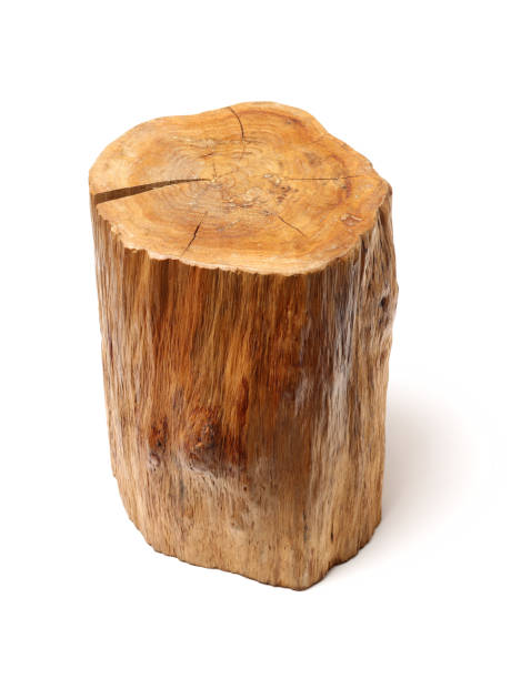 istock Log Wood isolated on a white background 969411594