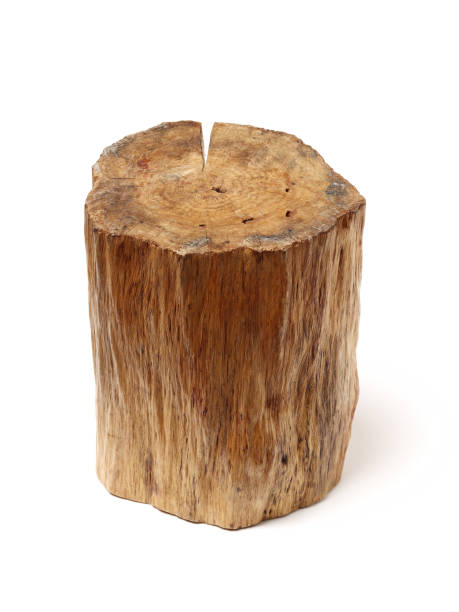 istock Log Wood isolated on a white background 969411598