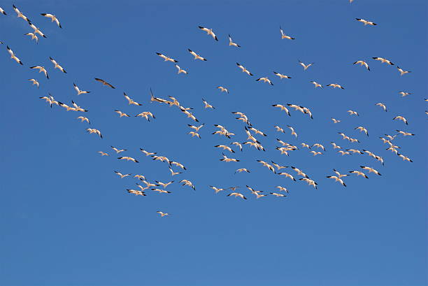 Migrating geese stock photo