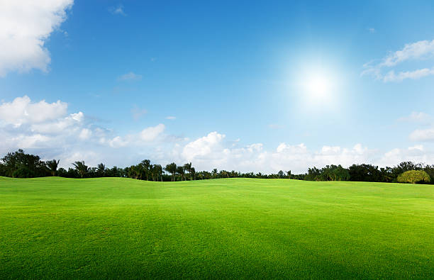 istock Green field and trees with bright blue sky 96943156