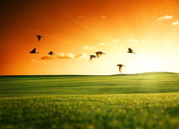 istock field of grass and flying birds 96943304