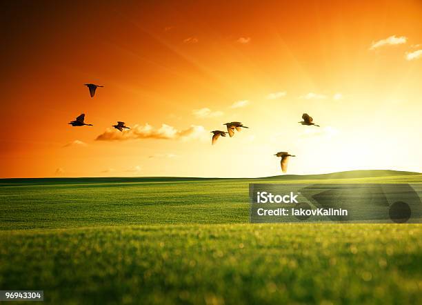 Field Of Grass And Flying Birds Stock Photo - Download Image Now - Agricultural Field, Agriculture, Animal Wildlife