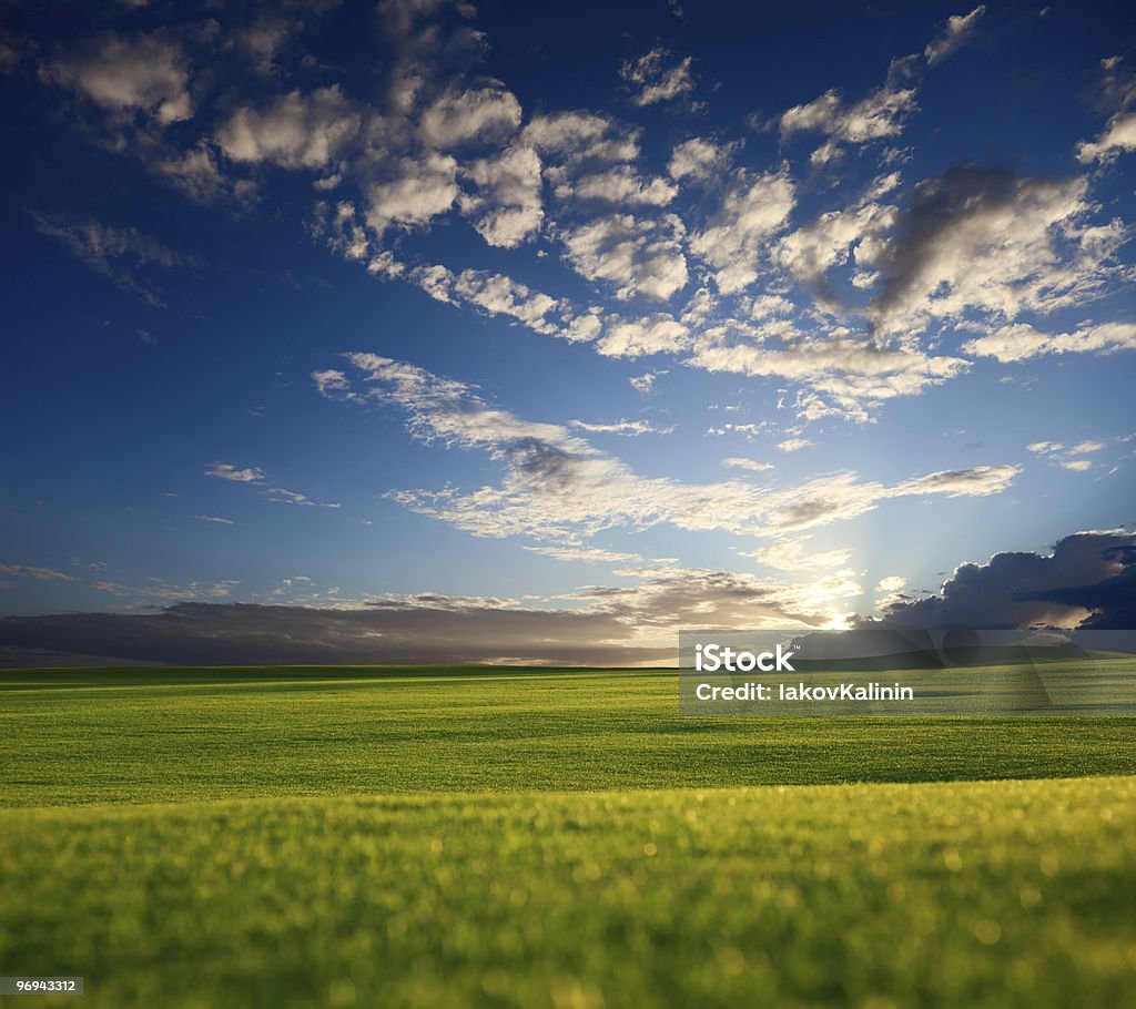 field of grass and sunset  Agricultural Field Stock Photo