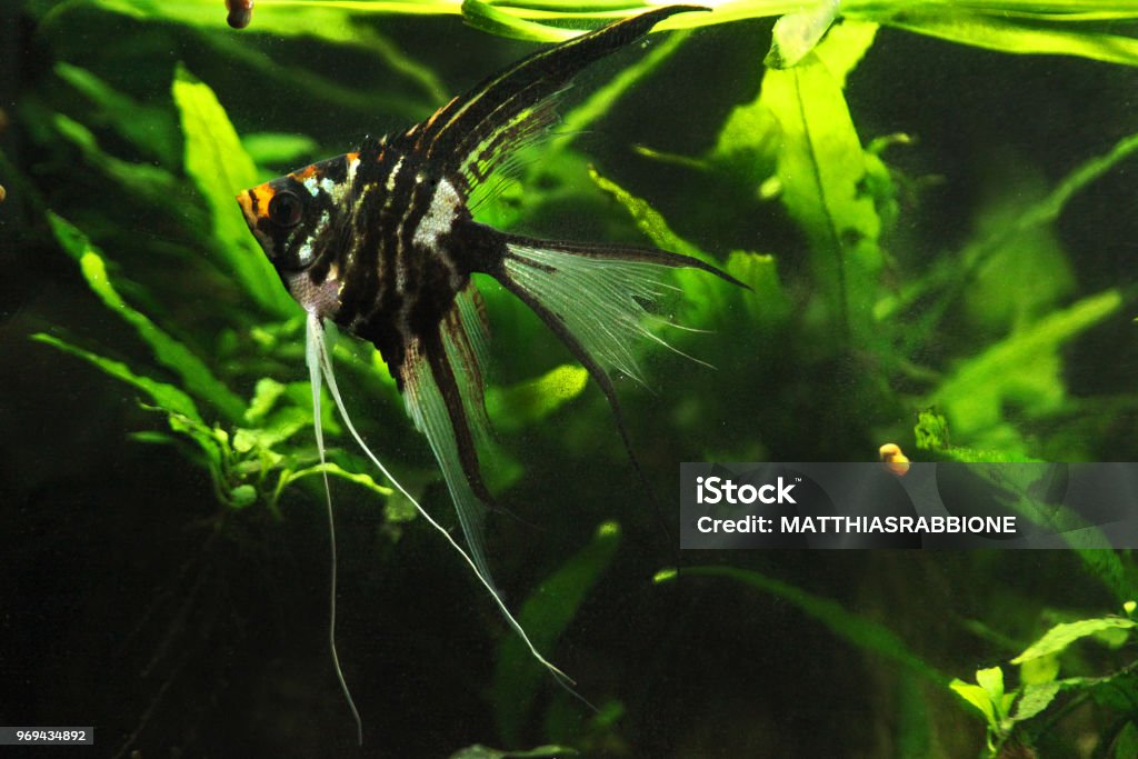 Pterophyllum scalare black marble velitail - Angelfish An aquarium-raised specimen of angelfish (Pterophyllum scalare) with veil fins and marble coloring Angelfish Stock Photo
