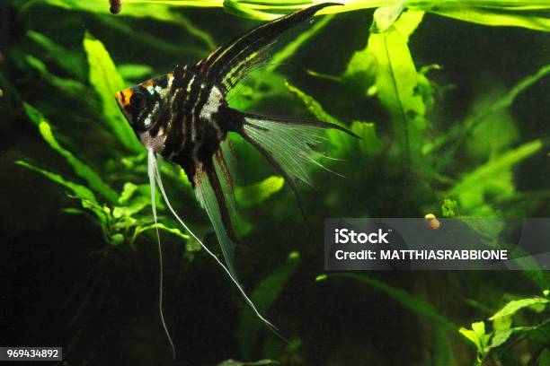 Pterophyllum Scalare Black Marble Velitail Angelfish Stock Photo - Download Image Now