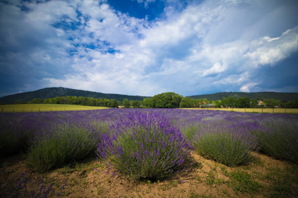 istock Meadow of lavender 969435810