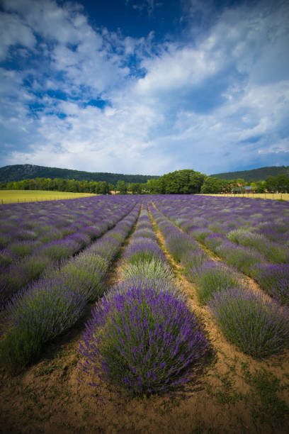 istock Meadow of lavender 969435838