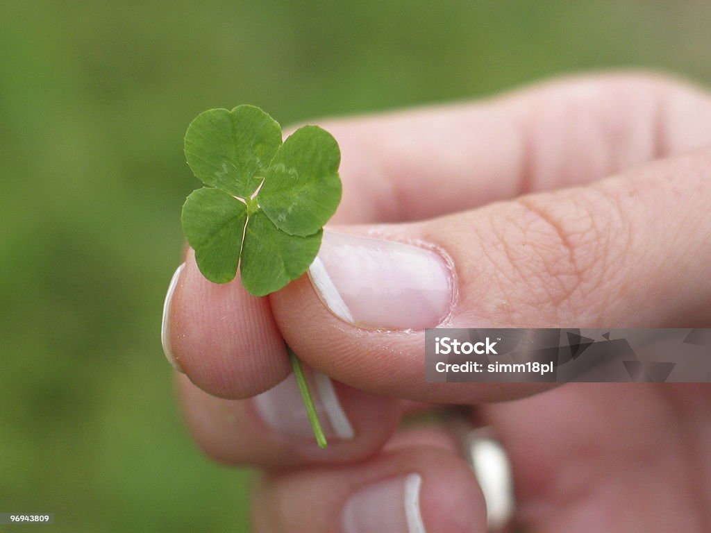 four leaf clover in woman hand  Clover Leaf Shape Stock Photo