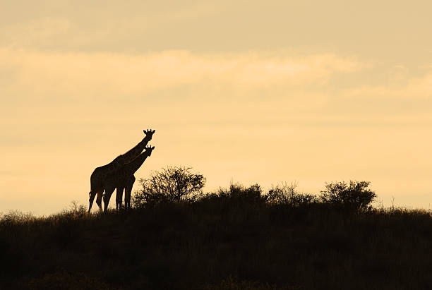 istock Pair of giraffes silhouetted with a sunrise background sky. 96943971