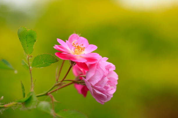 istock In the summer, rose is blooming 969441590