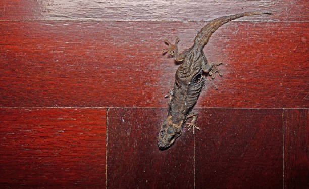 istock Dried Common House Gecko on Wooden Floor 969442710