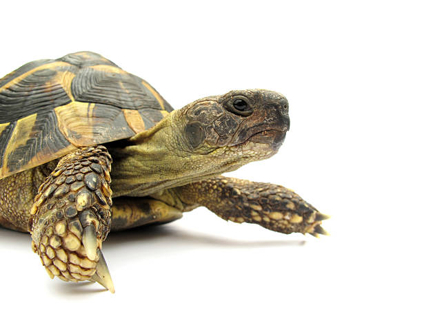 Turtle Testudo hermanni tortoise stock photo