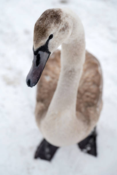 istock Brown swan in winter snow 969445258
