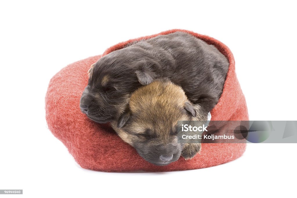 puppys nouveau-né - Photo de Animal nouveau-né libre de droits