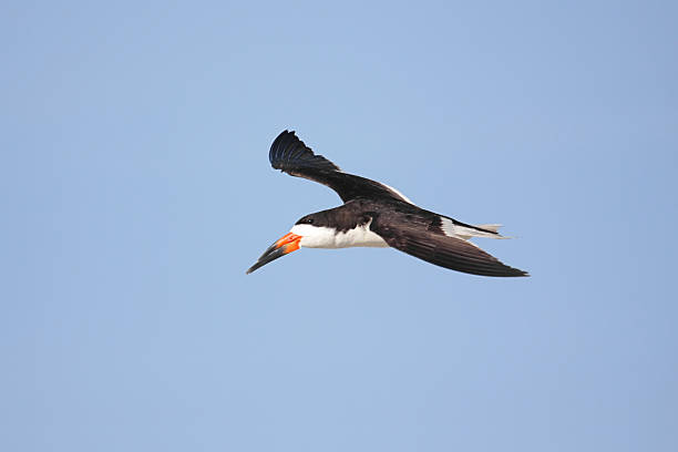 schwarzmantel-scherenschnabel im flug - black skimmer skimmer one animal color image stock-fotos und bilder