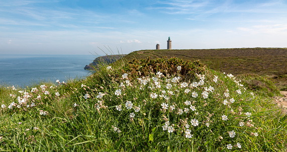 Specific white wildflowers (Saxifraga hypnoides) on the coastline in Brittany in North of France, close to Cap Frehel on Armor Coast.