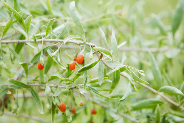 planta de goji com fundo desfocado de frutas - lycium chinese - fotografias e filmes do acervo