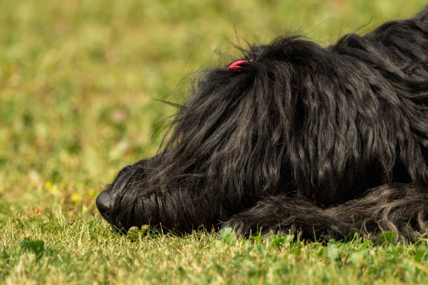 istock A beautiful black Briard in the garden 969449886