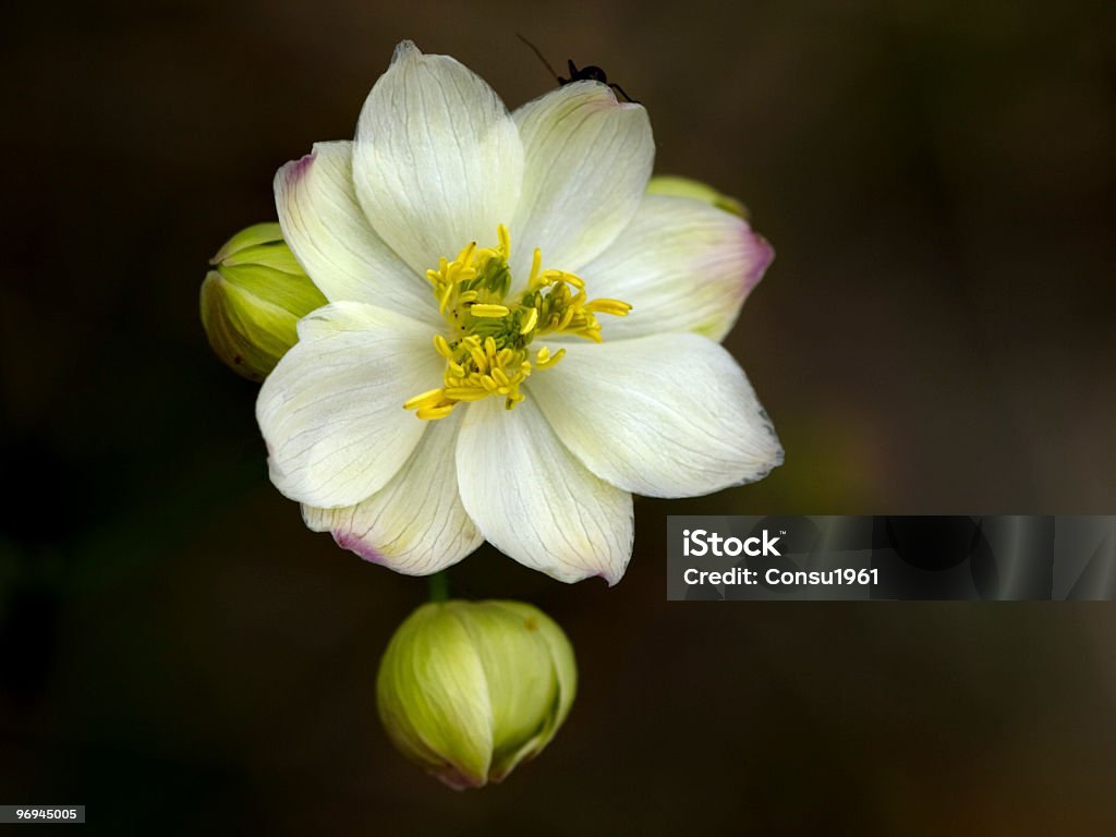 Flor blanca - Foto de stock de Color - Tipo de imagen libre de derechos