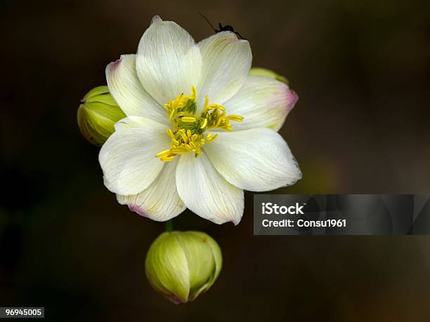 Flor Blanca Foto de stock y más banco de imágenes de Color - Tipo de imagen - Color - Tipo de imagen, Estambre, Flor