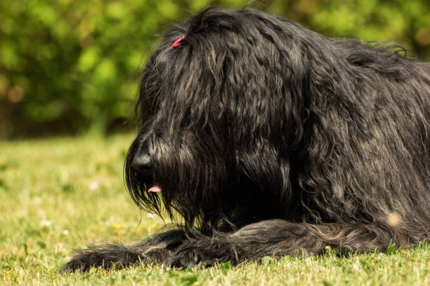 istock A beautiful black Briard in the garden 969450052