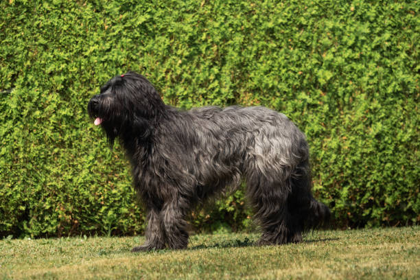 istock A beautiful black Briard in the garden 969452350