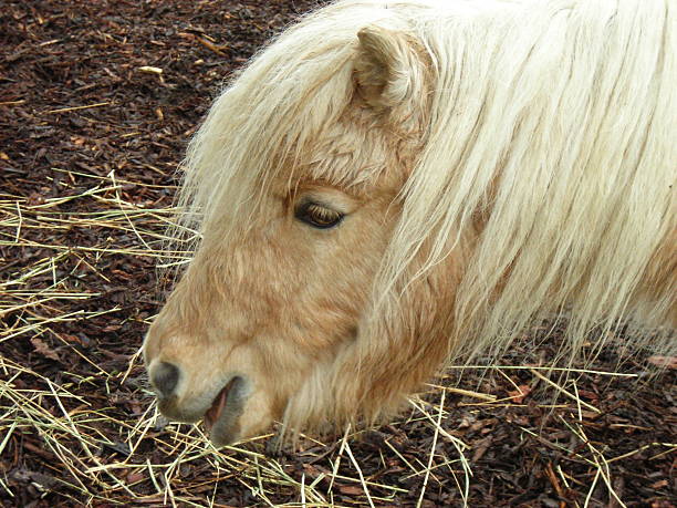 Little Pony stock photo