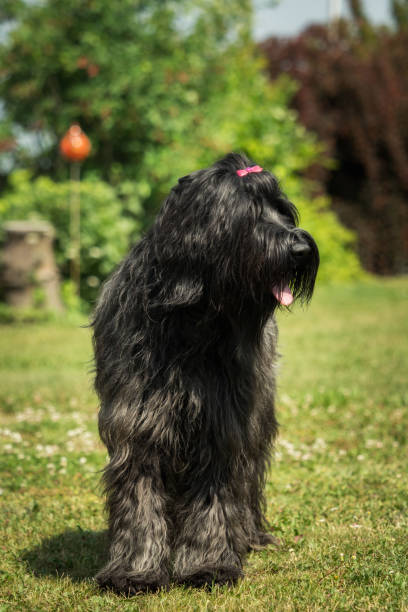 istock A beautiful black Briard in the garden 969453174