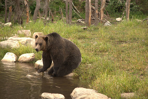 Sitting Grizzly Bear stock photo