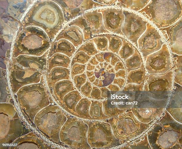 Ammonite Fossil Cross Section Stock Photo - Download Image Now - Abstract, Ammonite, Ancient