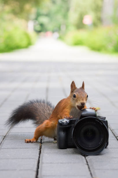 Camera Squirrel 100,800+ Animal Camera Stock Photos, Pictures & Royalty-Free Images ...