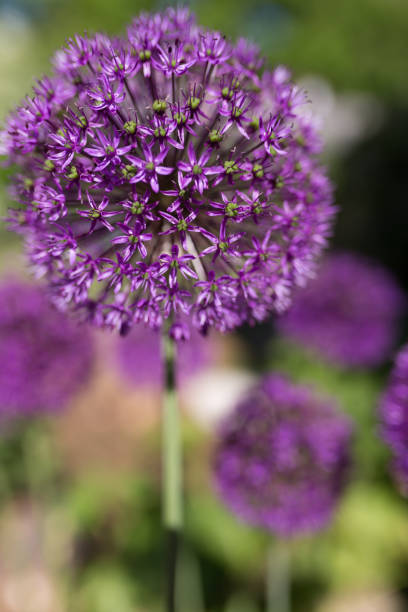 allium giganteum, ball shaped blossom in garden closeup