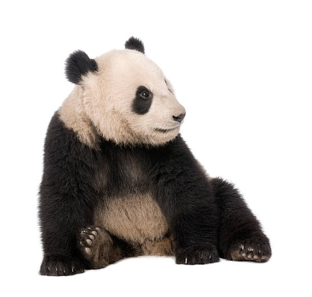 istock Front view of Giant Panda sitting and looking away 96945755