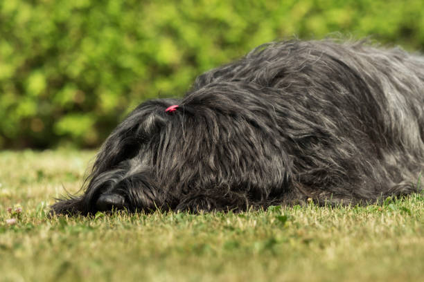 istock A beautiful black Briard in the garden 969457804