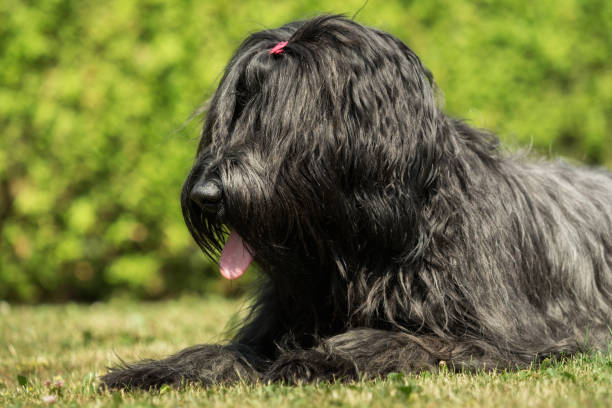 istock A beautiful black Briard in the garden 969457894
