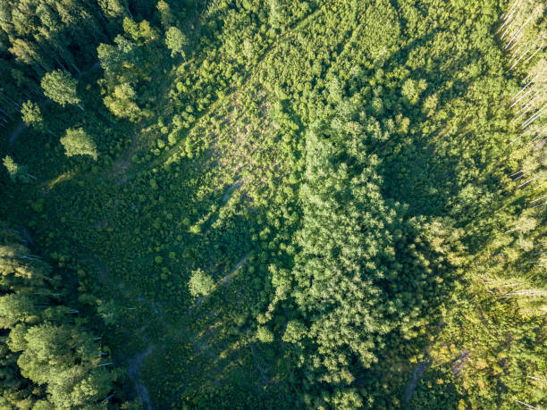 istock drone image. aerial view of rural area with fields and forests 969457904