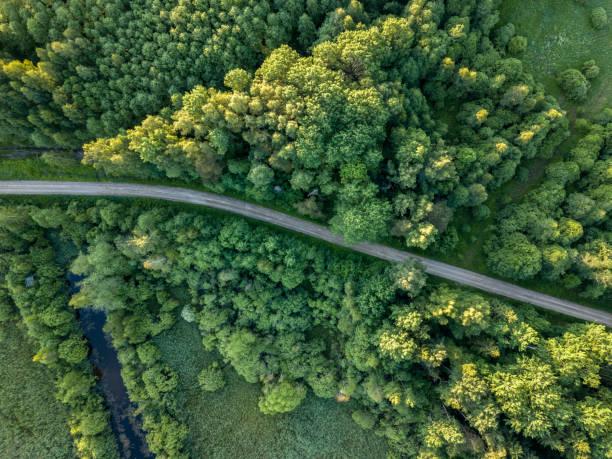 istock drone image. gravel road surrounded by pine forest from above 969458138