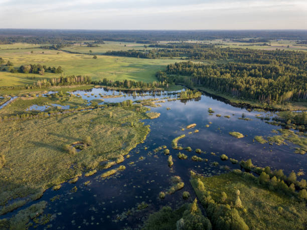 istock drone image. country lake surrounded by pine forest and fields from above 969458146