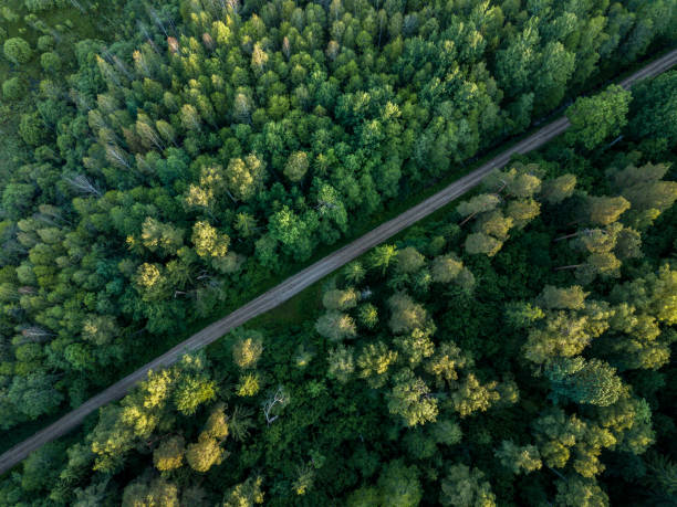 istock drone image. gravel road surrounded by pine forest from above 969458152