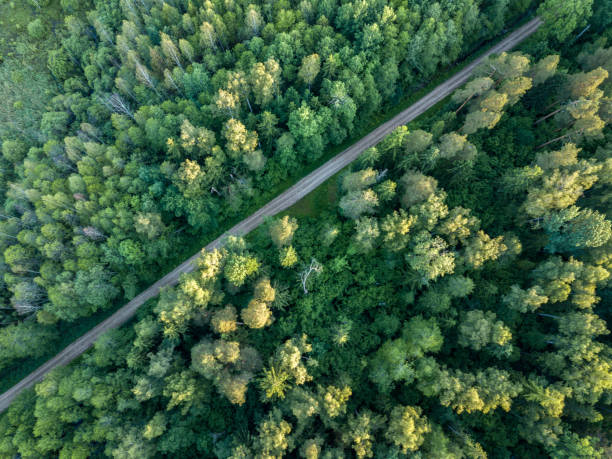 istock drone image. gravel road surrounded by pine forest from above 969458164