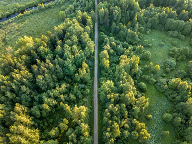 istock drone image. gravel road surrounded by pine forest from above 969458168