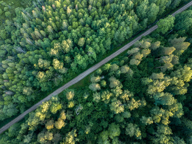 istock drone image. gravel road surrounded by pine forest from above 969458182