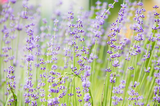 istock Blooming lavender flowers 969458198