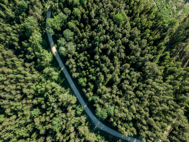 istock drone image. gravel road surrounded by pine forest from above 969460352