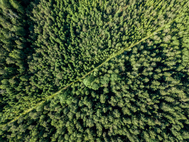 istock drone image. gravel road surrounded by pine forest from above 969460398