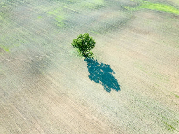 istock drone image. aerial view of empty cultivated fields with lonely tree in the middle 969460678