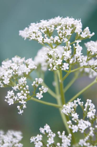 istock Blooming valerian plant in a garden 969460680